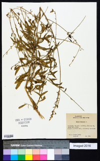 Oenothera gaura image