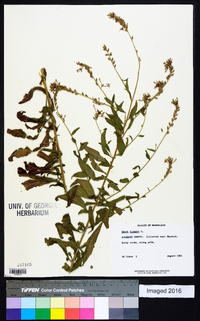 Oenothera gaura image