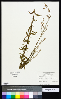 Oenothera gaura image