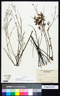 Oenothera filipes image