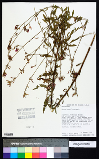 Oenothera filiformis image