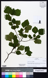 Crataegus alleghaniensis image