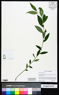 Polygala senega image