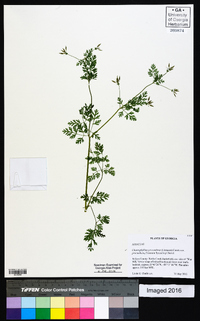 Chaerophyllum procumbens var. procumbens image