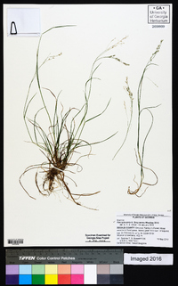 Poa sylvestris image