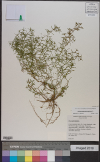 Polypremum procumbens image