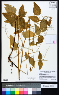 Desmodium canescens image