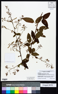 Desmodium perplexum image