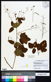 Desmodium glabellum image