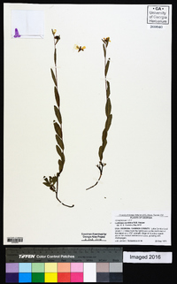 Ludwigia maritima image