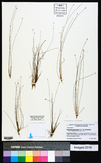 Eleocharis microcarpa image