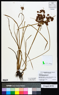 Cyperus pseudovegetus image