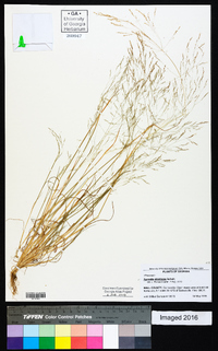 Agrostis elliottiana image