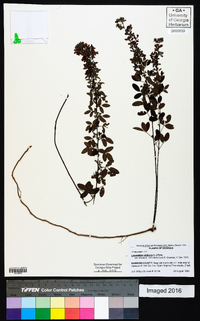 Lespedeza violacea image