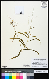 Leersia virginica image