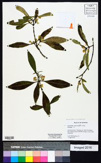 Osmanthus americanus image