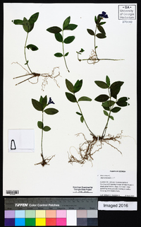 Vinca minor image