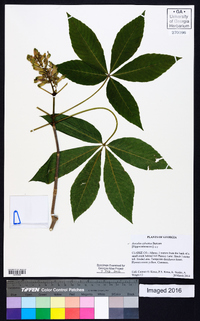 Aesculus sylvatica image