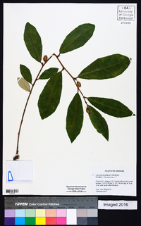 Elaeagnus pungens image