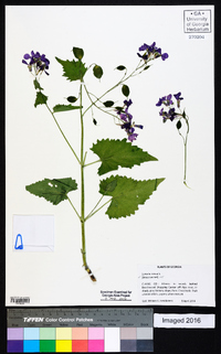 Lunaria annua image