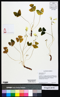 Oxalis rubra image