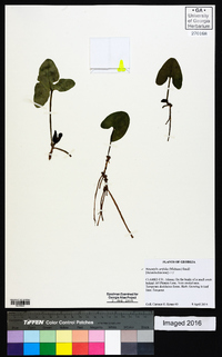 Hexastylis arifolia image