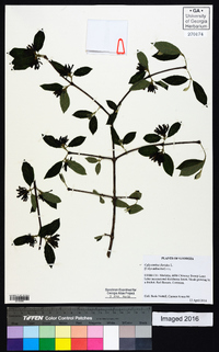 Calycanthus floridus image