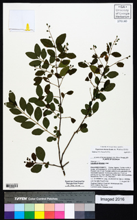 Ligustrum sinense image