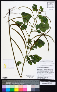 Senna obtusifolia image