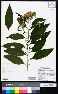 Pluchea camphorata image