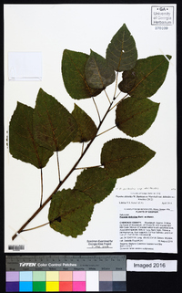 Populus deltoides subsp. deltoides image