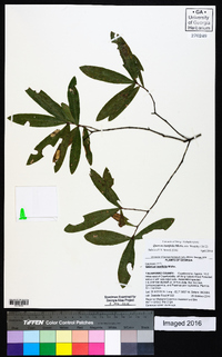 Quercus laurifolia image