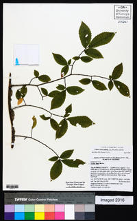 Ulmus alata image