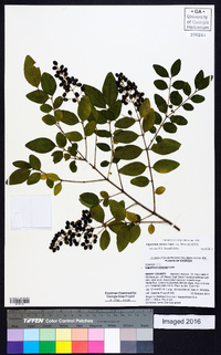 Ligustrum sinense image