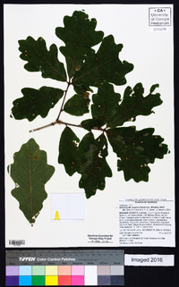 Quercus austrina image