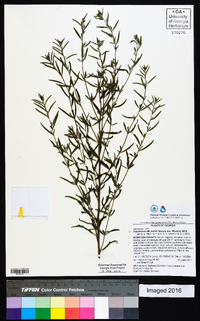 Eupatorium mohrii image