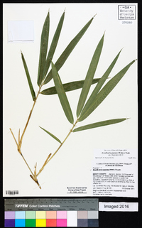 Arundinaria gigantea image