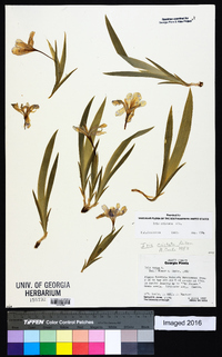 Iris cristata image