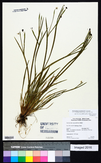 Sisyrinchium rosulatum image