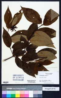 Calycanthus floridus image