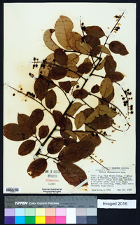 Prunus alabamensis image