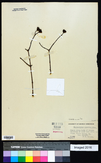 Philadelphus inodorus image