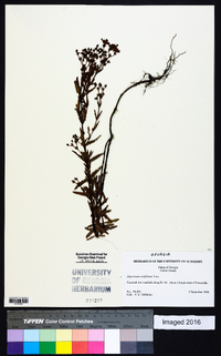 Hypericum cistifolium image