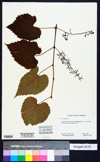 Vitis vulpina image