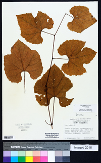 Vitis aestivalis var. aestivalis image