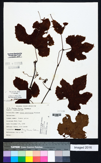 Vitis aestivalis var. aestivalis image
