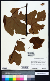 Vitis aestivalis var. aestivalis image