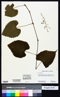 Vitis vulpina image