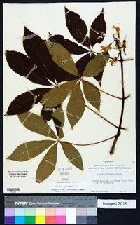 Aesculus sylvatica image