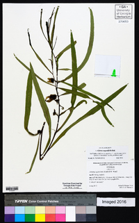 Asimina angustifolia image